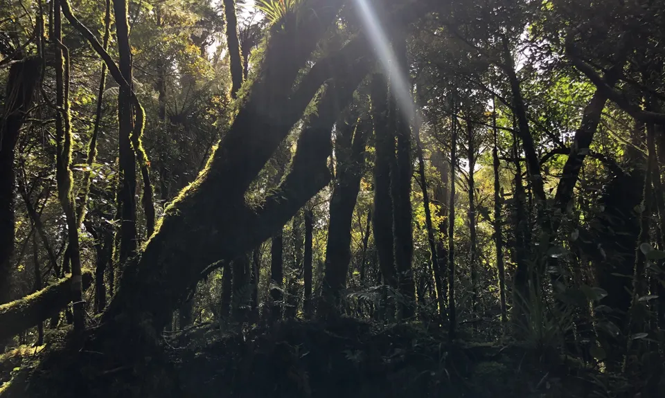 Pirongia Loop of Awesomeness, Waikato