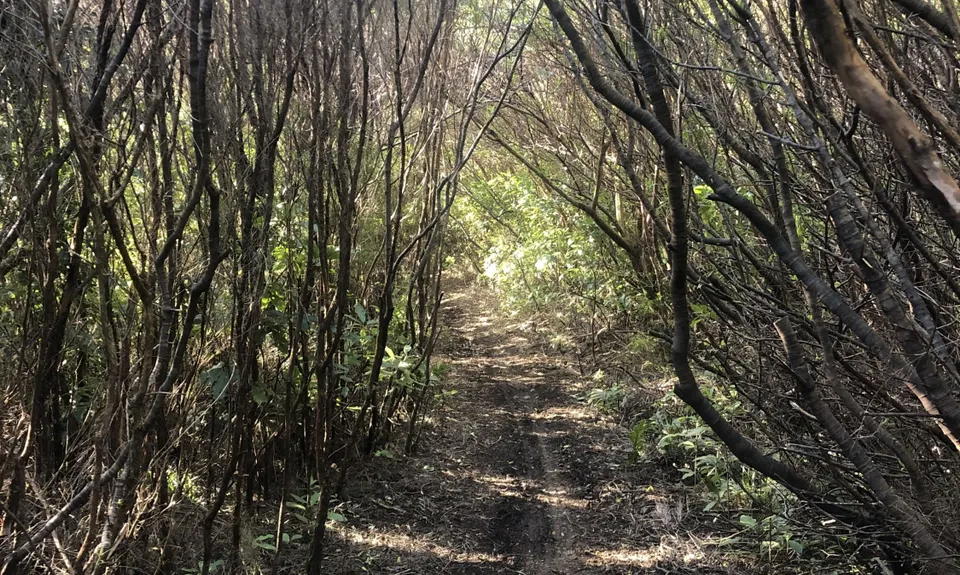 Mt Dick Loop, Wellington