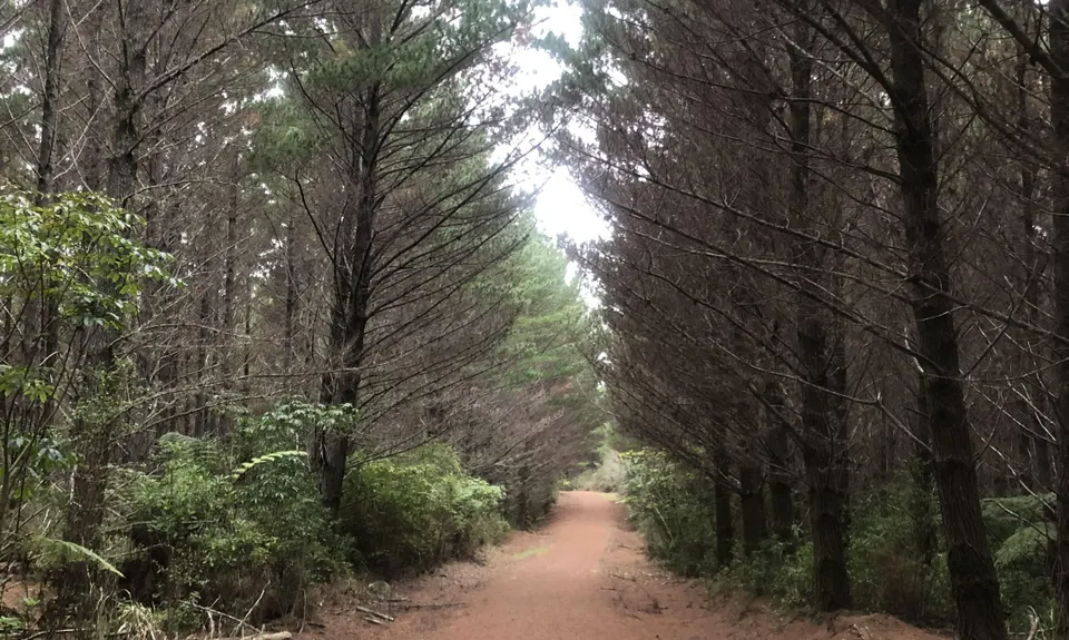 Anzac Loop, Auckland