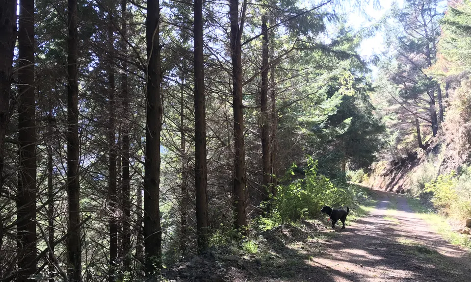 Brook-Fireball-Maitai Loop, Nelson