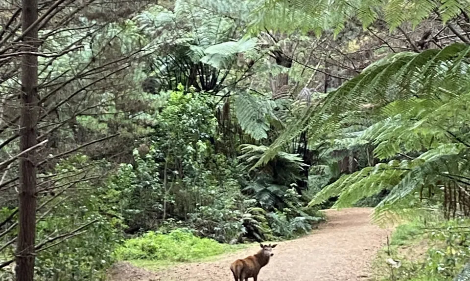 Muhunoa Loop Lung Buster , Manawatu - Wanganui