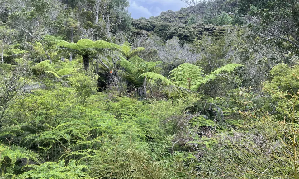 Ferry Landing to Hidden Bay, Waikato