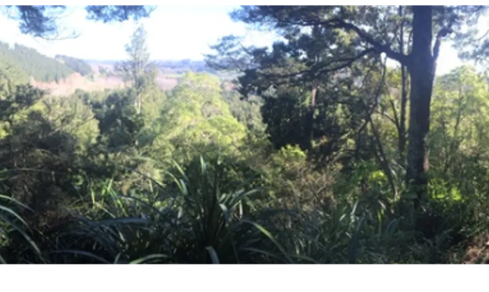 Fern Loop, Manawatu - Wanganui