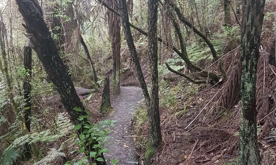 Centennial Park trails (Campbells Bay), Auckland
