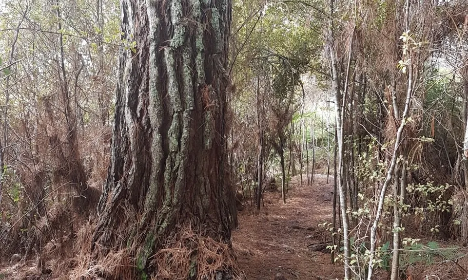 Centennial Park trails (Campbells Bay), Auckland