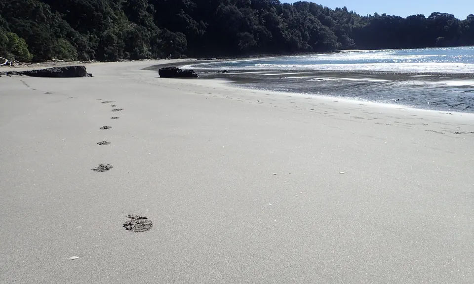 Nga Tapuwae o Toi Trail, Bay of Plenty