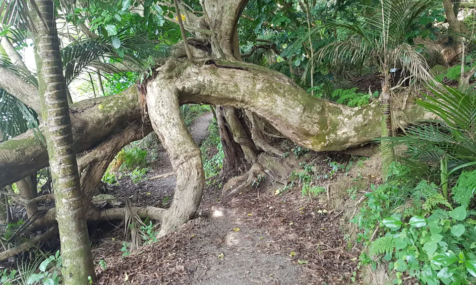 Okura Bush, Auckland