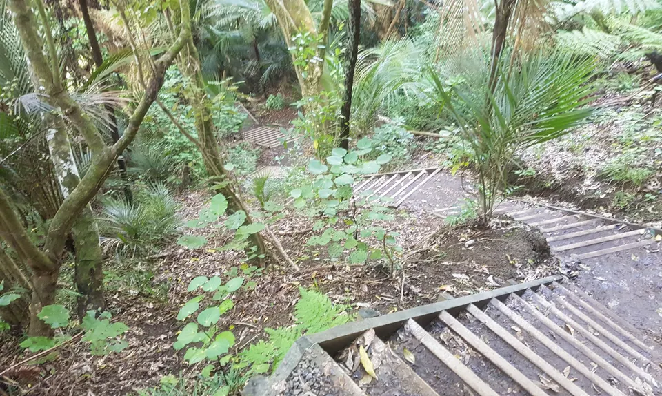 Okura Bush, Auckland