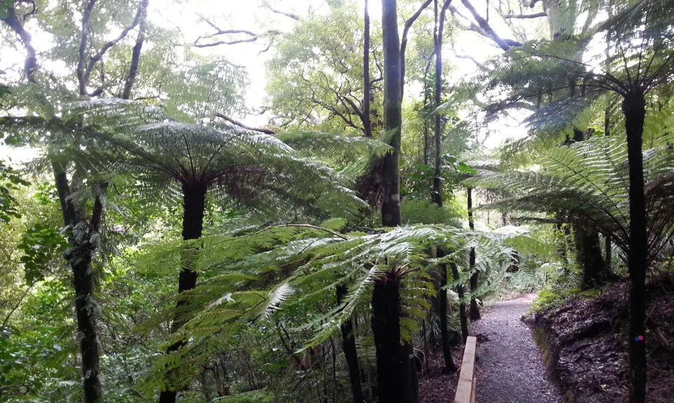 Belmont Regional Park - Oakleigh to Hill, Wellington