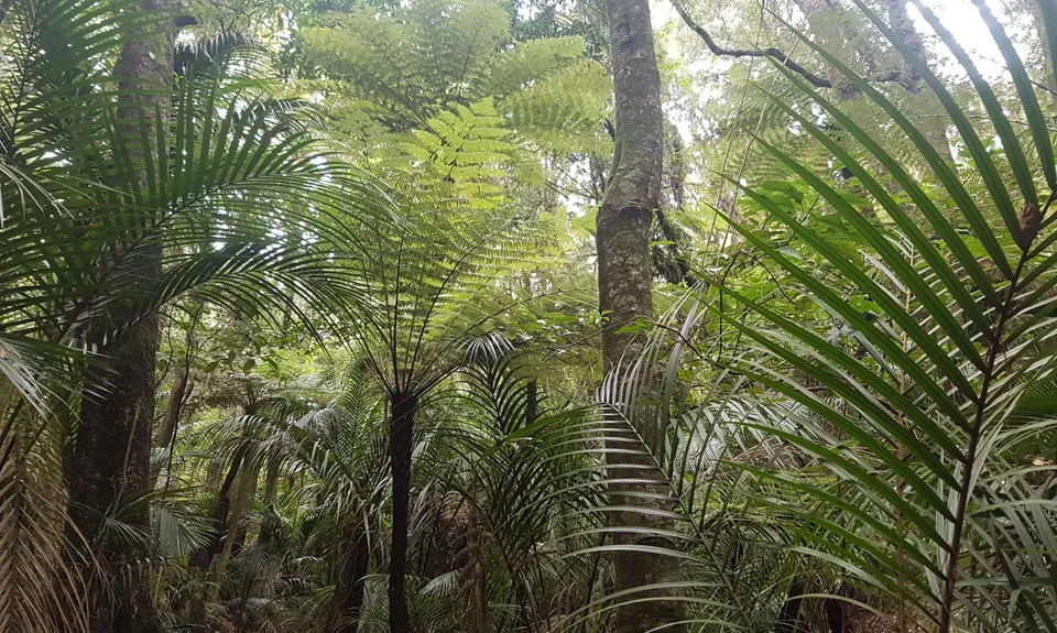 Eskdale Outer Loopypop, Auckland