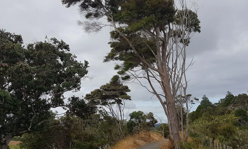 Okura Bush, Auckland