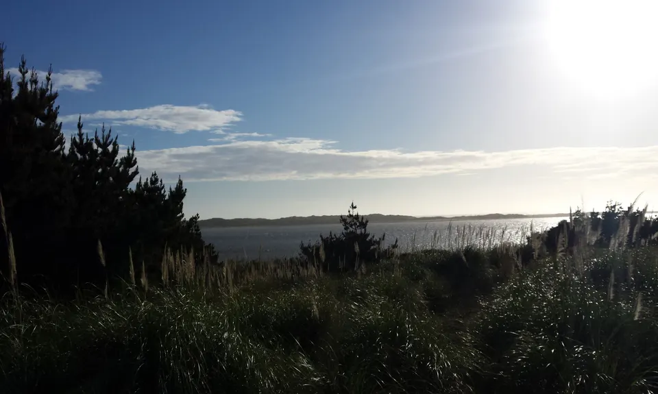 Waiuku Forest Intro, Auckland