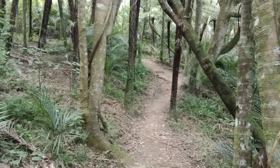 Mt William Wacky Walkway, Auckland