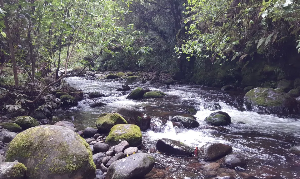 Nikau Loop & Kaniwhaniwha Caves, Waikato