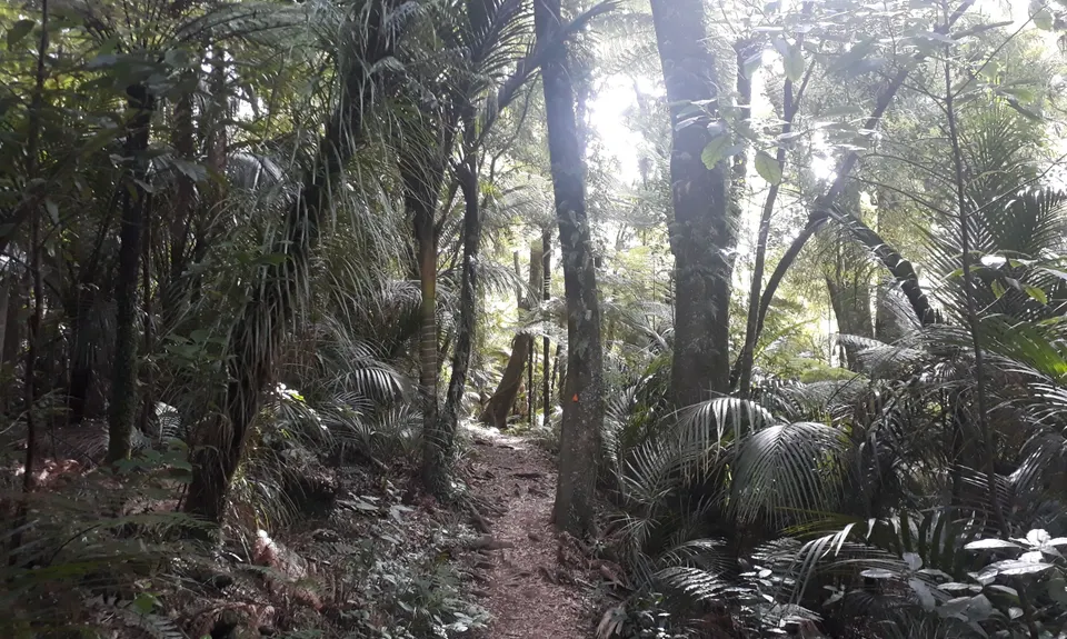 Bell Blast, Waikato