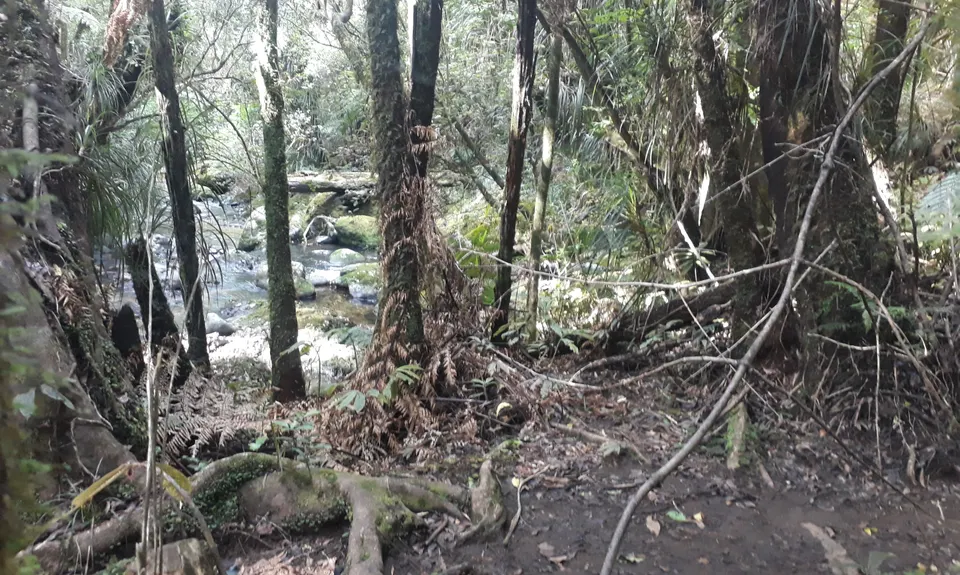 Bell Blast, Waikato