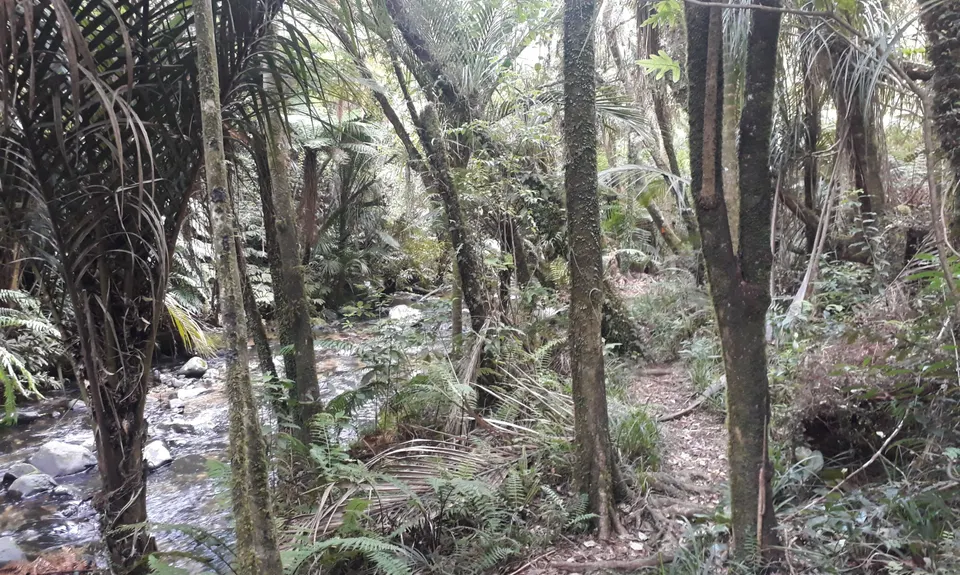 Bell Blast, Waikato