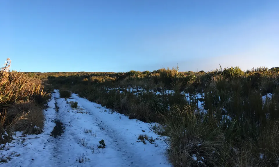 Slick and Quick Swampy, Otago