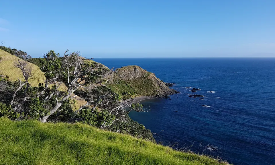 Port Jackson - Wharekaiatua Pa, Waikato