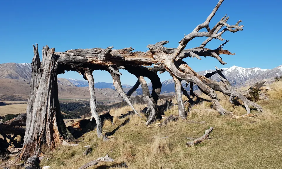 Hogsback Track, Canterbury