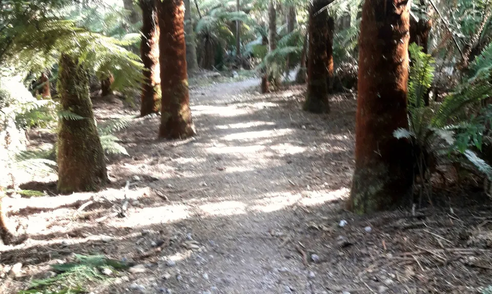 Pohaturoa Track, Bay of Plenty