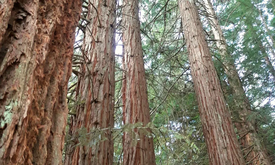 Pohaturoa Track, Bay of Plenty
