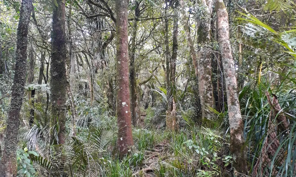 Hakarimata Traverse , Waikato