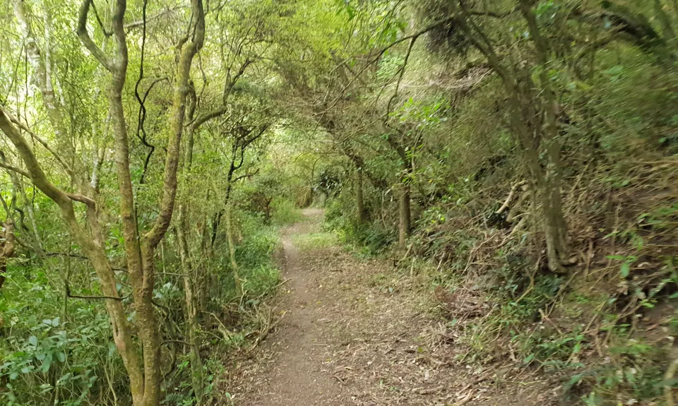 Waipori Falls Government Track, Otago