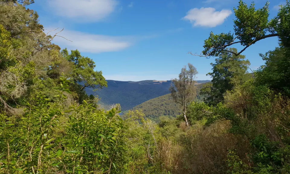 Waipori Falls Government Track, Otago