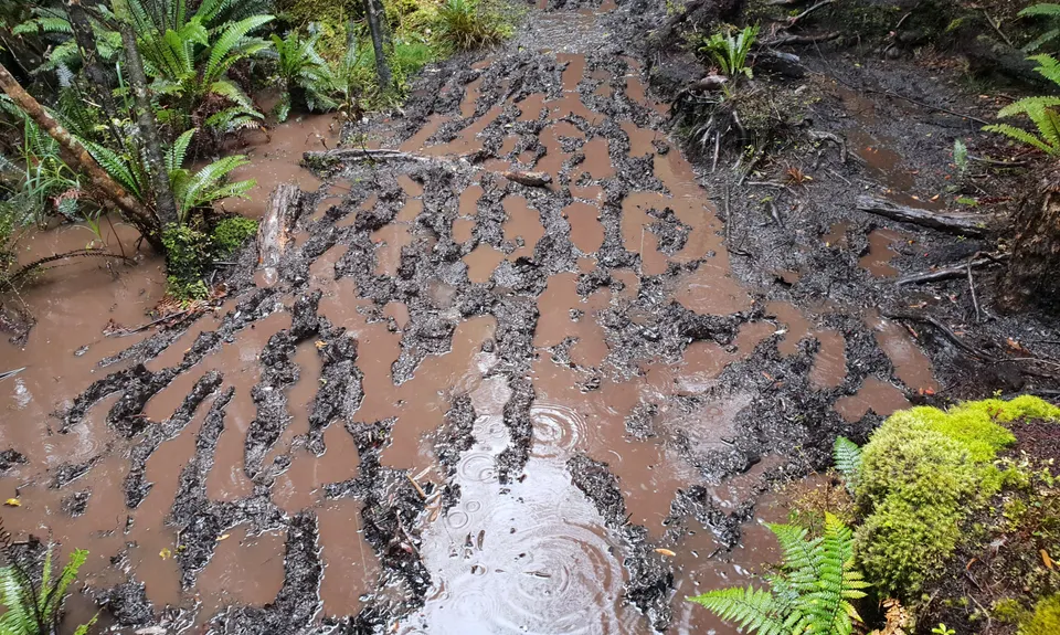 Rakiura Track, Southland