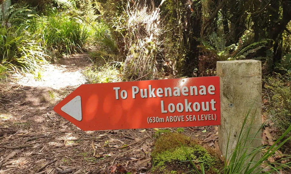 Sledge Track with Toetoe Loop & Otangane Loop, Manawatu - Wanganui