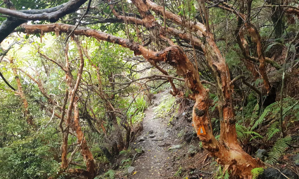 Kaituna Grande Loop, Canterbury