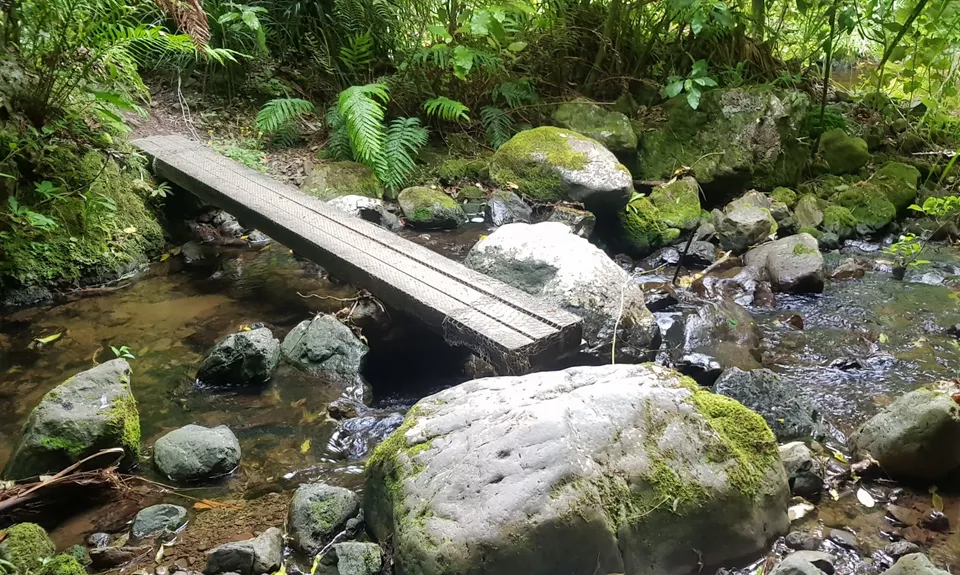 Sledge Track with Toetoe Loop & Otangane Loop, Manawatu - Wanganui