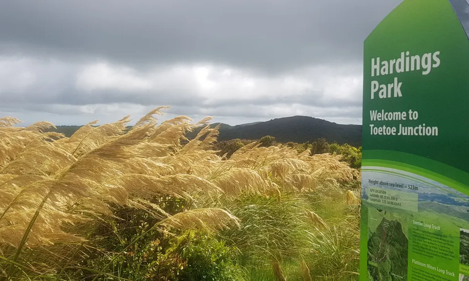 Sledge Track with Toetoe Loop & Otangane Loop, Manawatu - Wanganui