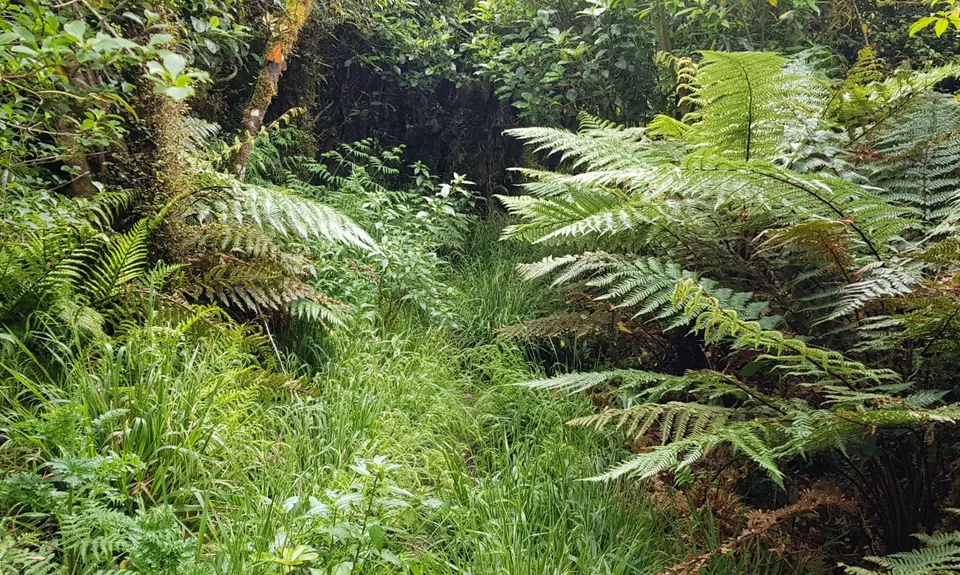 Sledge Track with Toetoe Loop & Otangane Loop, Manawatu - Wanganui