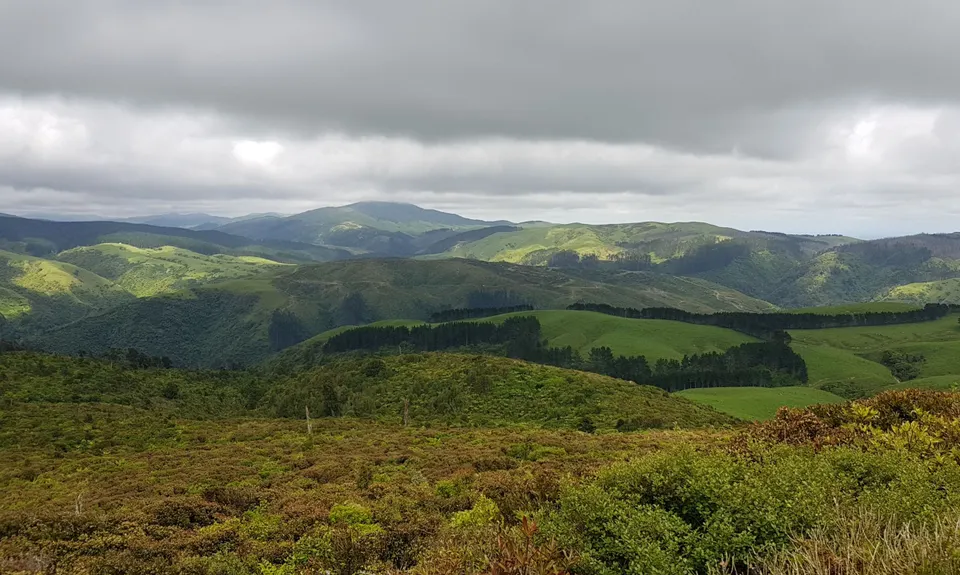 Sledge Track with Toetoe Loop & Otangane Loop, Manawatu - Wanganui