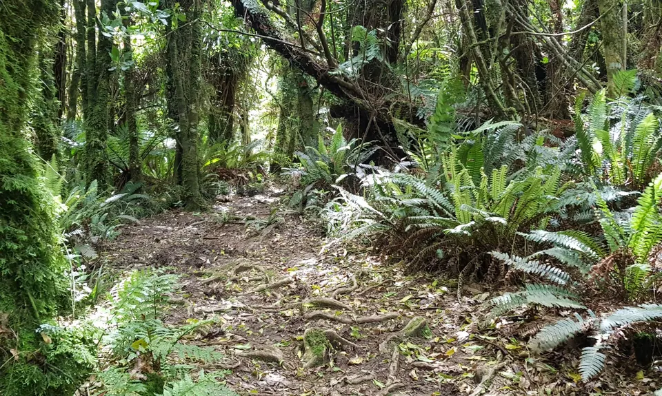 Sledge Track with Toetoe Loop & Otangane Loop, Manawatu - Wanganui