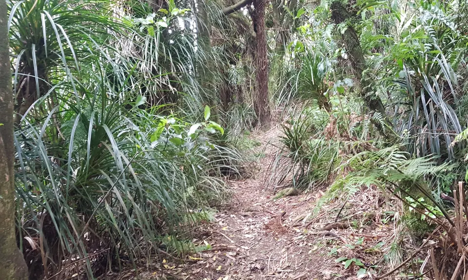 Sledge Track with Toetoe Loop & Otangane Loop, Manawatu - Wanganui