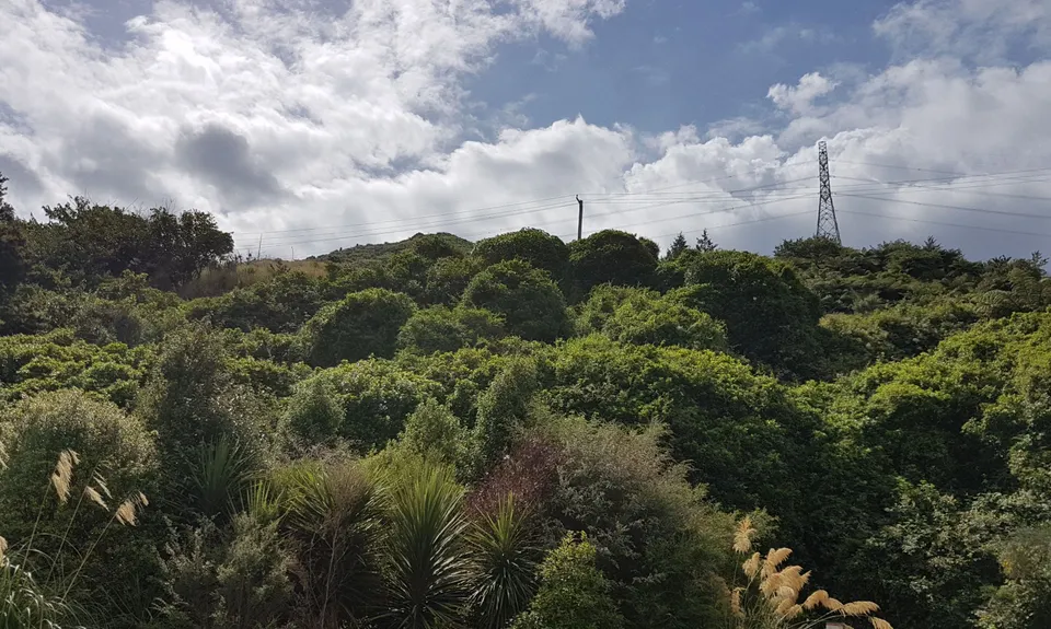 Cannon Point Trig via Zig Zag, Wellington