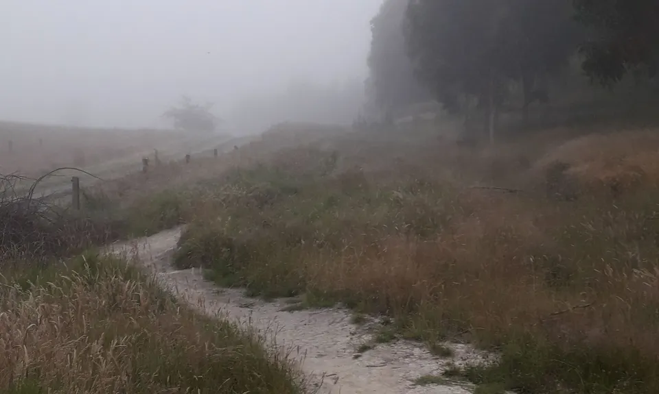 The Dragon amongst the Gums, Hawkes Bay
