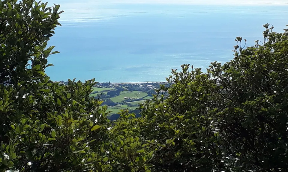 Davies Track, Taranaki