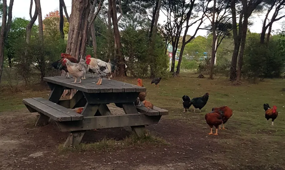 Haruru Falls Trek , Northland
