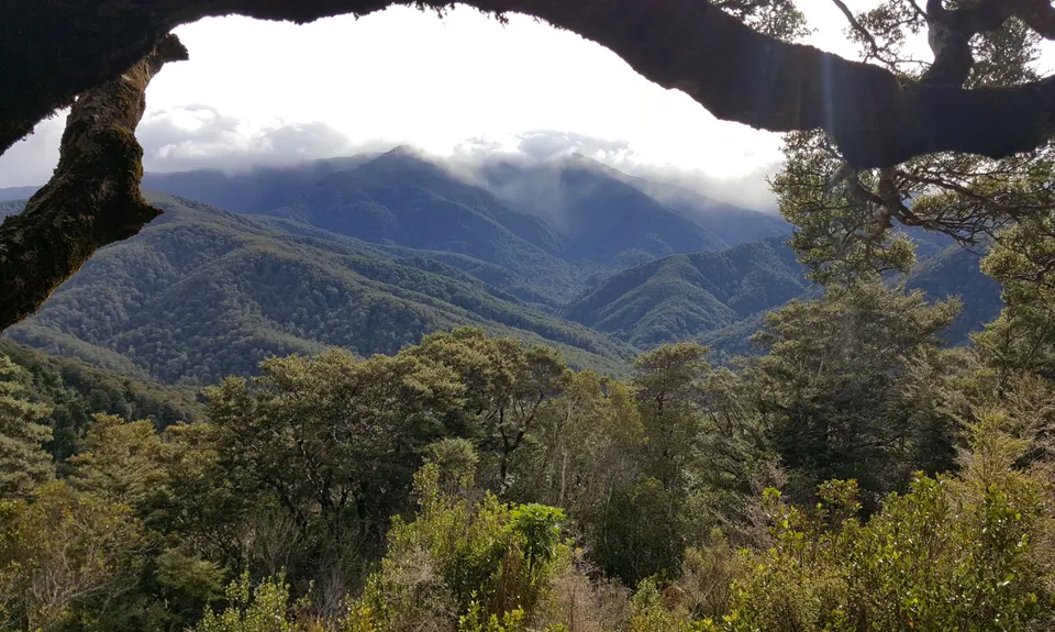 Hooper Loop - Mt Holdsworth, Wellington