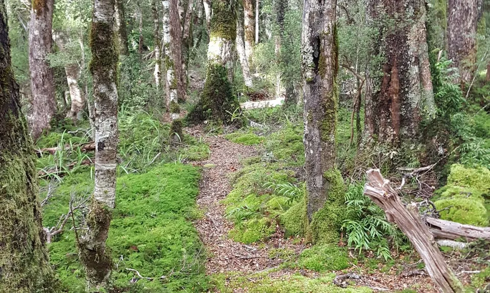 Hooper Loop - Mt Holdsworth, Wellington