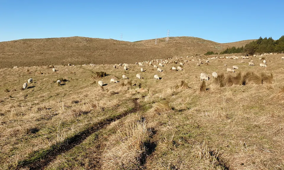 Port Hills Spur Challenge!, Canterbury