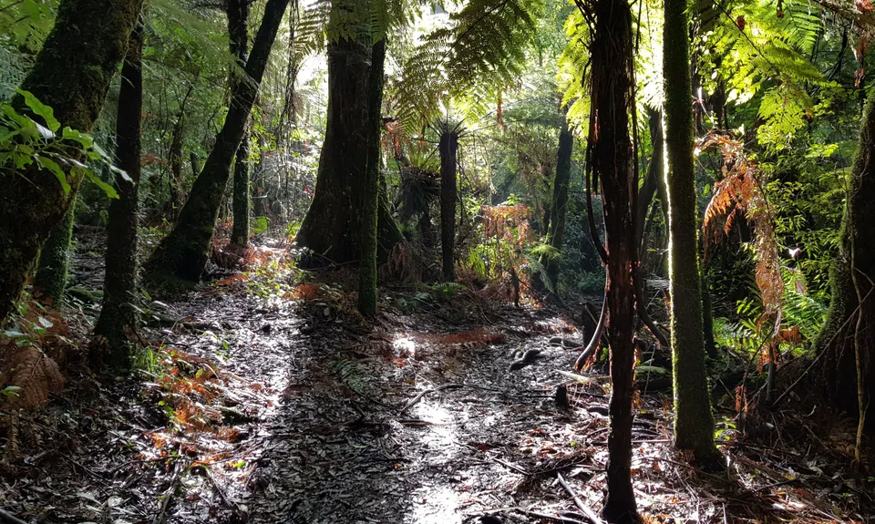 Whakarewarewa Circuit - the Black Track, Bay of Plenty