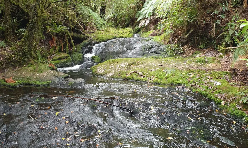 Otainewainuku - Whataroa Falls, Bay of Plenty
