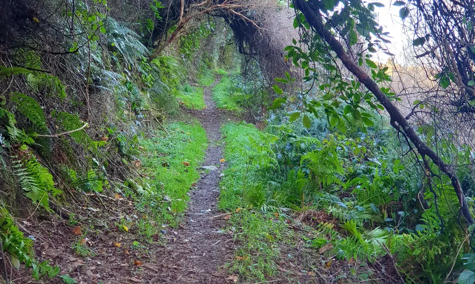 Kakahu Bush Reserve, Canterbury