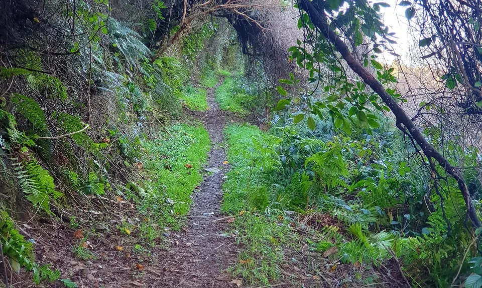Kakahu Bush Reserve, Canterbury