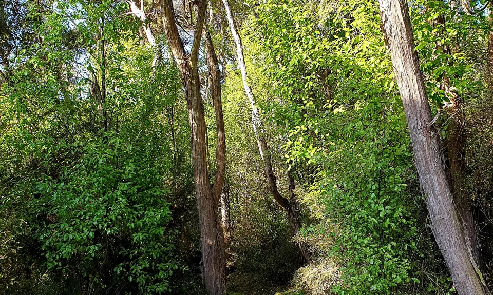 Kakahu Bush Reserve, Canterbury